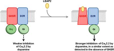 LEAP2 Impairs the Capability of the Growth Hormone Secretagogue Receptor to Regulate the Dopamine 2 Receptor Signaling